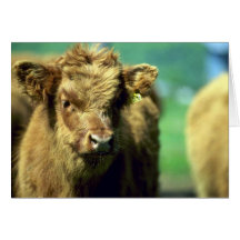 Kalb Grußkarten