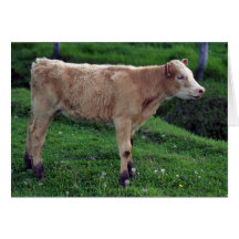 Kalb Karten