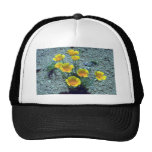 Kalifornien-Mohnblume, Arizona Cap