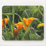 Kalifornien-Mohnblumen Mousepad
