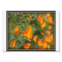Kalifornien-Mohnblumen Photodrucke