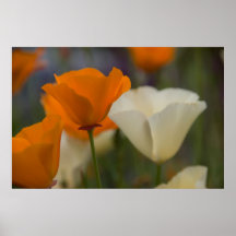 Kalifornien-Mohnblumen-Plakat