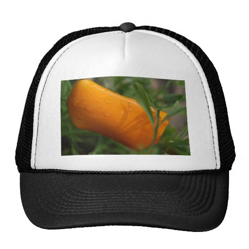 Kalifornien-Mohnblumenknospe Baseballcaps