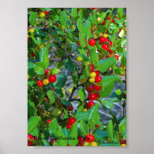 Kalifornien-Stechpalme, Toyon Kalifornien Stechpal Plakatdrucke