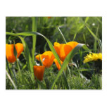 Kalifornienmohnblumen und -löwenzahn postkarte