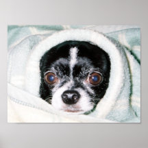 Kaltes Chihuahua-Plakat