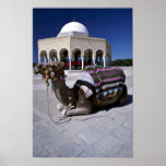 Kamel, das vor Haube, Monastir, Tunesien stillsteh Poster