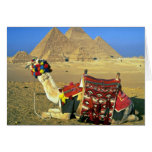 Kamel und Pyramiden, Kairo, Ägypten Karte