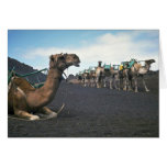 Kamele, Lanzarote Karten
