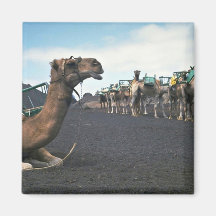 Kamele, Lanzarote Kühlschrankmagnet