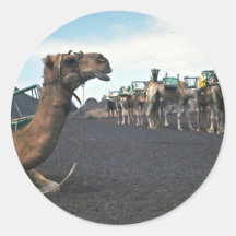 Kamele, Lanzarote Runder Aufkleber