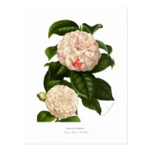 Kamelie japonica postkarten