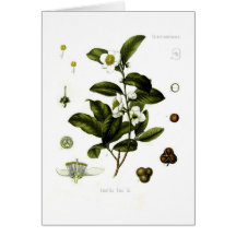 Kamelie sinensis (Tee) Grußkarte