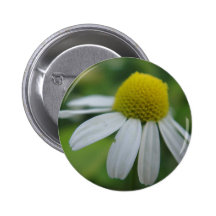 Kamillenblüte Anstecknadel