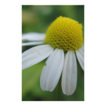 Kamillenblüte Druckpapiere