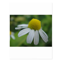 Kamillenblüte Postkarte