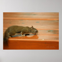 Kanada, das Park-Eichhörnchen bemannt Poster