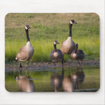 Kanada-Gans-Familie Mousepad