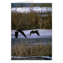 Kanada-Gänse, im Flug Karten