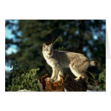 Kanada-Luchs Grußkarten