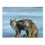 Kanada-Luchs, Winter, Paar durch eisigen Strom Postkarte