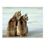 Kanada-Luchs, Winter, Paar durch eisigen Strom Postkarte