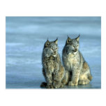 Kanada-Luchs, Winter, Paar durch eisigen Strom Postkarten