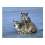 Kanada-Luchs, Winter, Paar durch eisigen Strom Postkarte