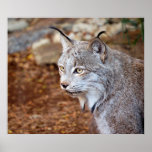 Kanadischer Luchs Plakatdruck