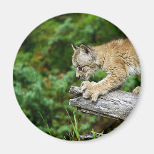 Kanadisches Luchs-Kätzchen bereit sich zu stürzen Kühlschrankmagnete