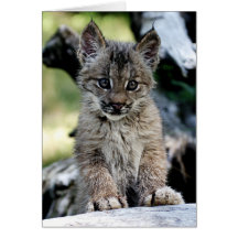 Kanadisches Luchs-Kätzchen Grußkarte
