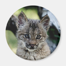 Kanadisches Luchs-Kätzchen Magnete