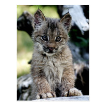 Kanadisches Luchs-Kätzchen Postkarte
