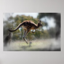 Känguru Posterdrucke