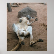 Känguru Posterdruck