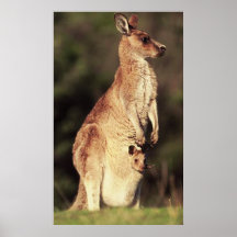 Känguru u. Joey Plakat