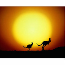 Kängurus im australischen Hinterland Acrylausschnitt