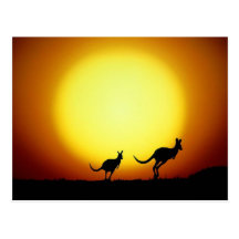 Kängurus im australischen Hinterland Postkarten
