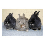 Kaninchen poster