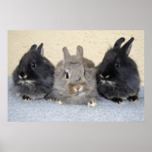 Kaninchen Posterdrucke