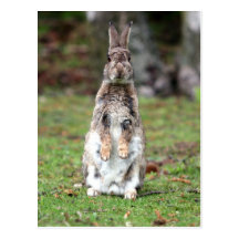 Kaninchen Postkarte