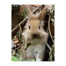 Kaninchen, rabbit postkarte