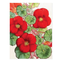 "Kapuzinerkäse-" Vintage Blumen-Illustration Postkarte