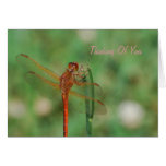 Kardinal Meadowhawk Libellenkarte