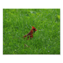 Kardinal photographischer Druck 10 x 8
