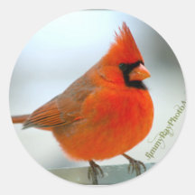 Kardinals-Rot-Vogel Runde Aufkleber