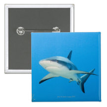 Karibischer Rifhaifisch (Carcharhinus perezi) Anstecknadel