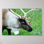 Karibu Plakat