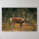 Karibu Plakatdrucke