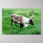 Karibu Plakatdrucke